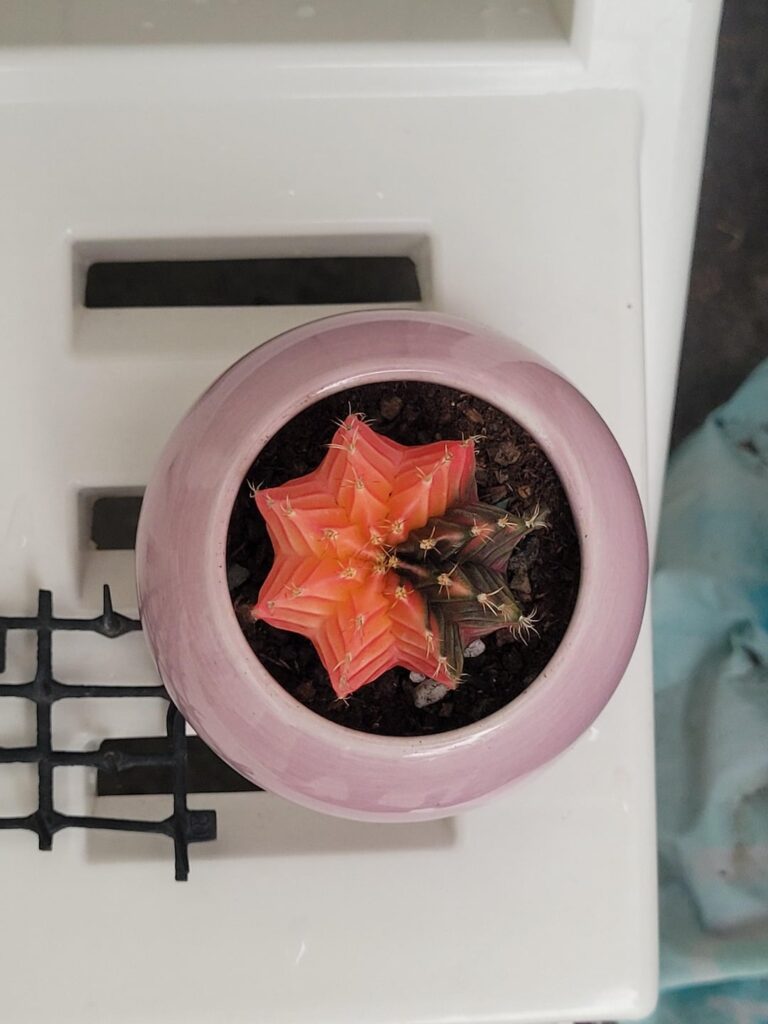 New addition to my succulent collection! 🌵🌵