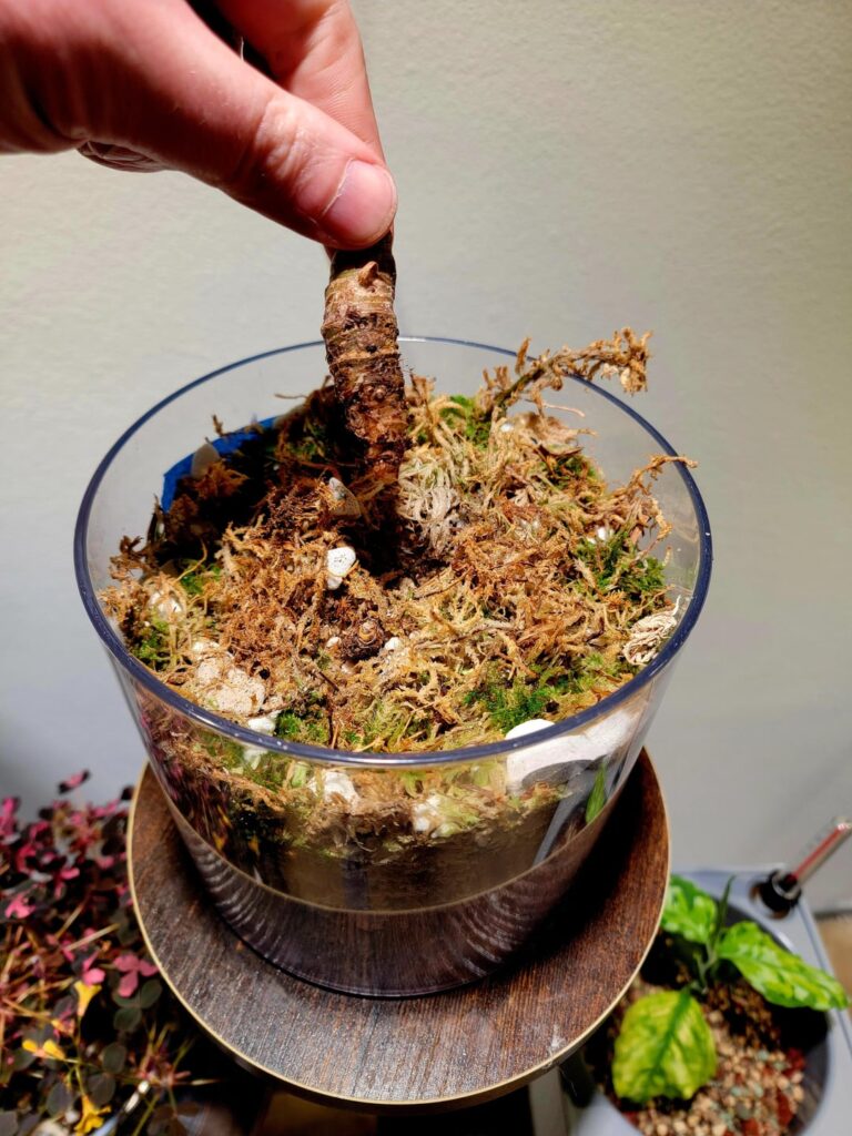 How do you promote growth?