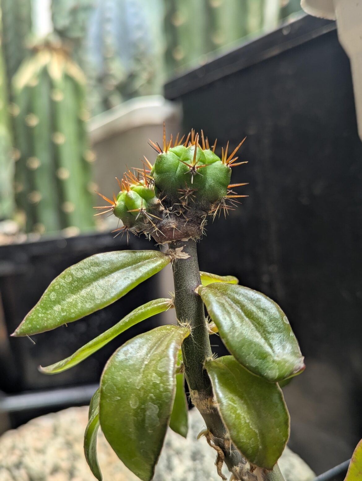 Dicot Seedling Graft on Pere