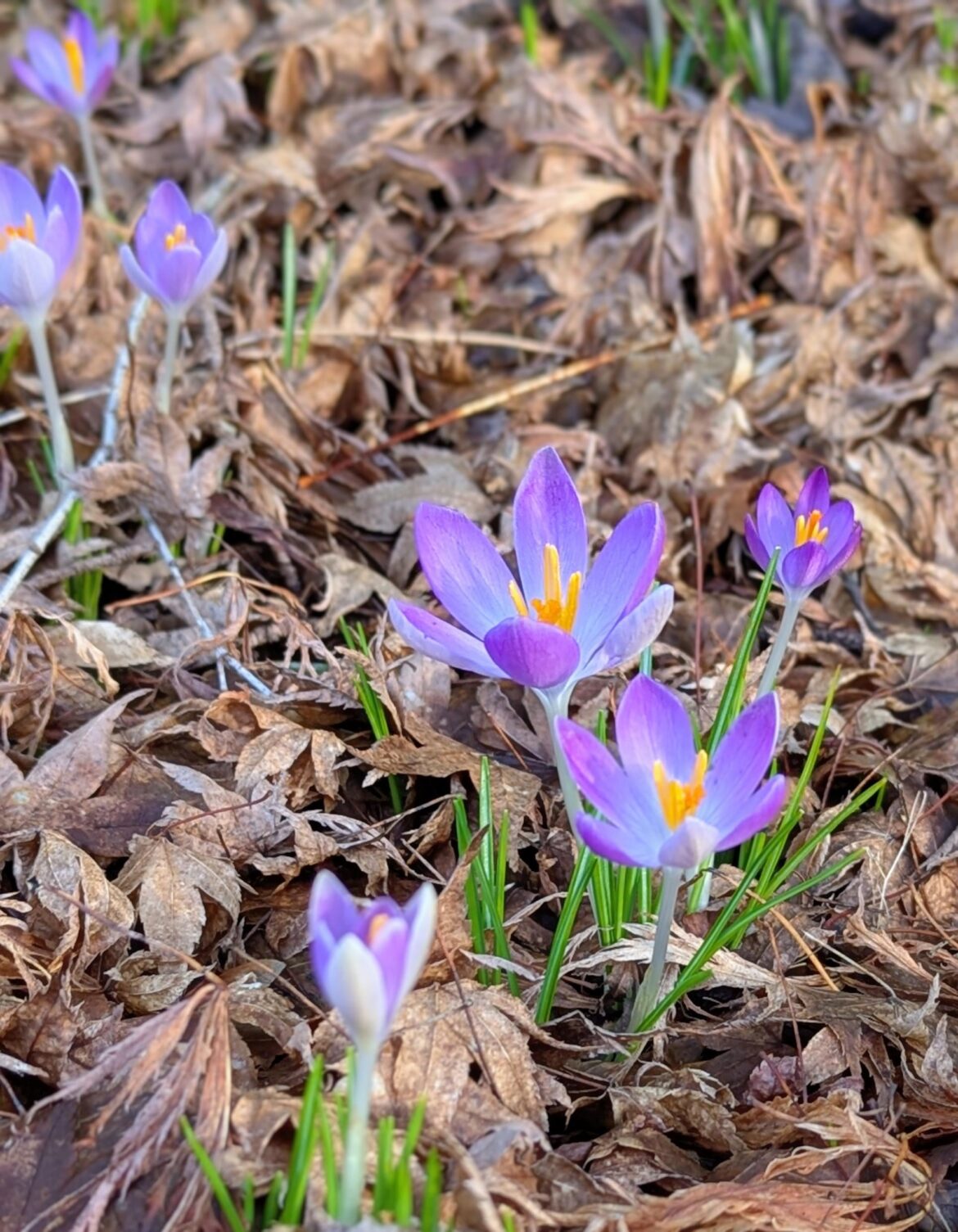 It's always a beautiful Winter day when the crocuses are in full bloom.