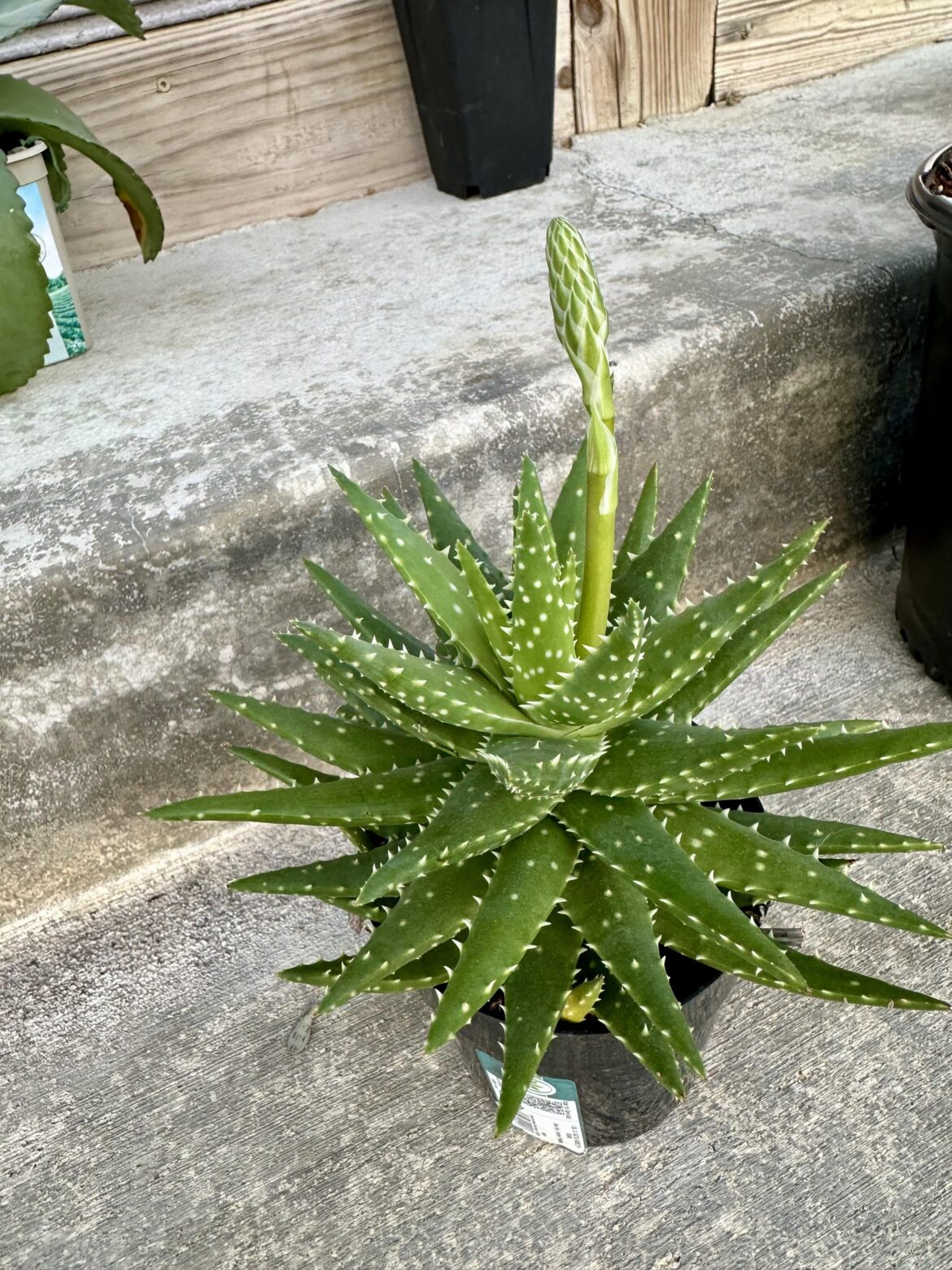 I brought my plants out for sun and fresh air, and I noticed this! First time she’s ever made a flower for me!