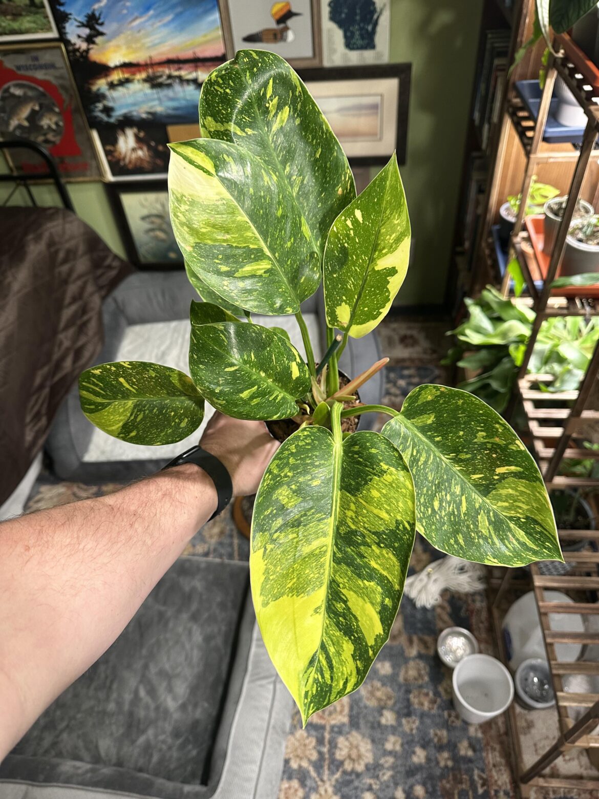 Picked up this beaut today! Variegated Green Congo 🔥😮‍💨