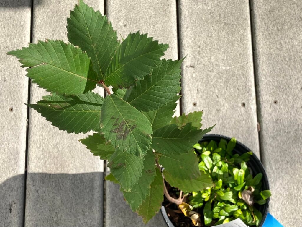 I bought a native groundcover early last fall and pot had a good sized tree growing in it. Planted both separately. Want ID for spring season. Bottom of leaves felt like sandpaper. I'm in Southern Ocean County NJ. Elm?