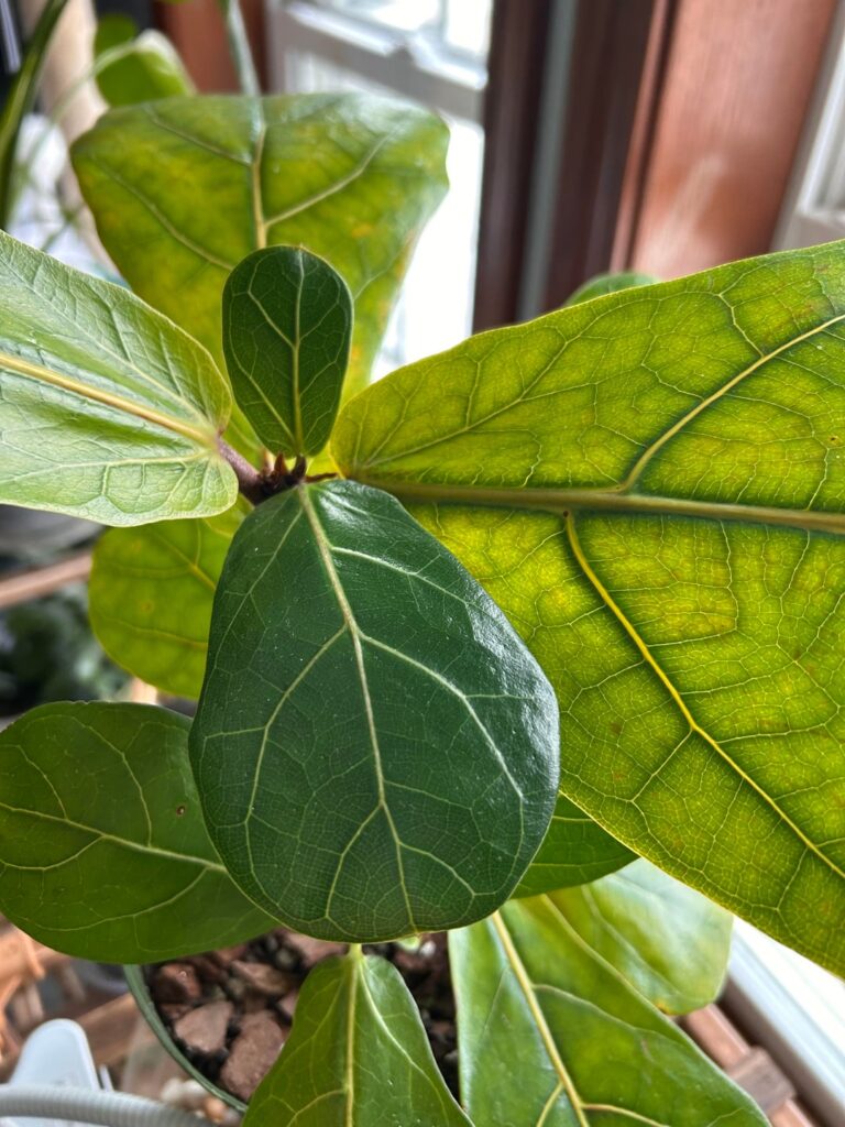 New baby leaves stopped growing? New baby leaves stopped growing?