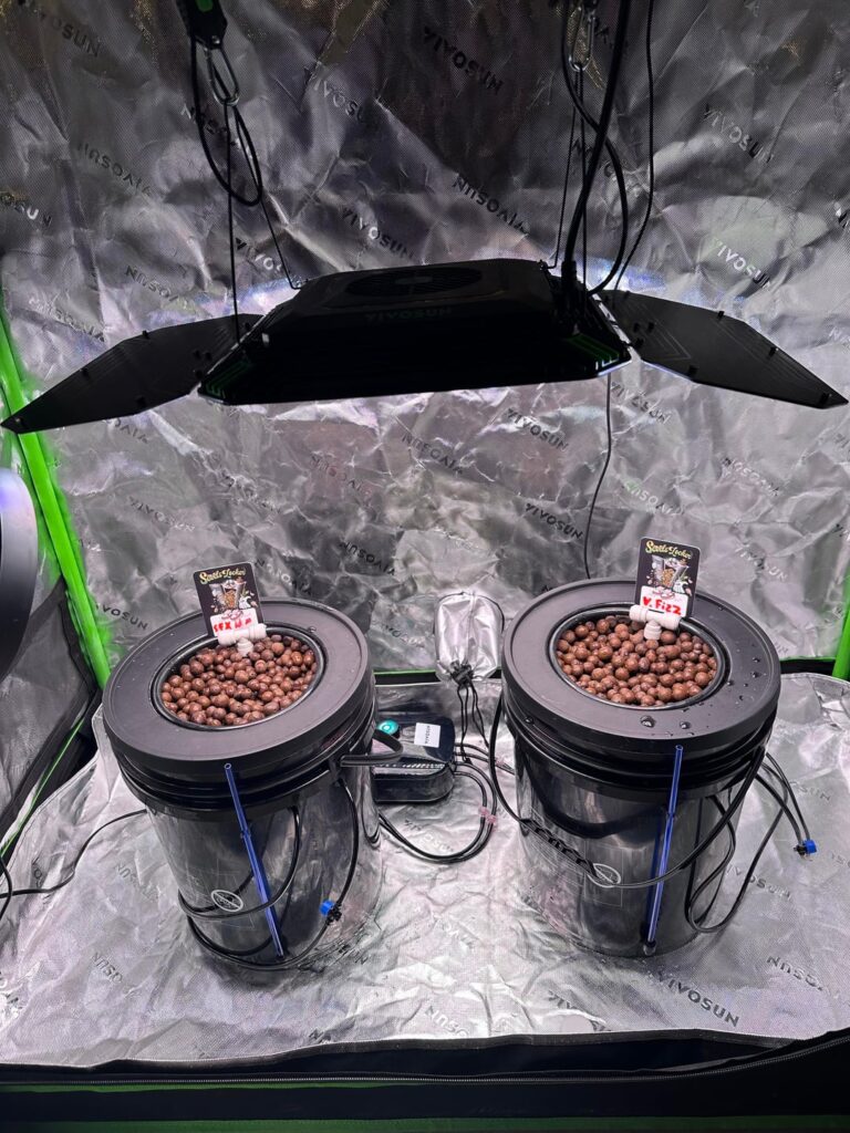 First DWC set up. First DWC set up.