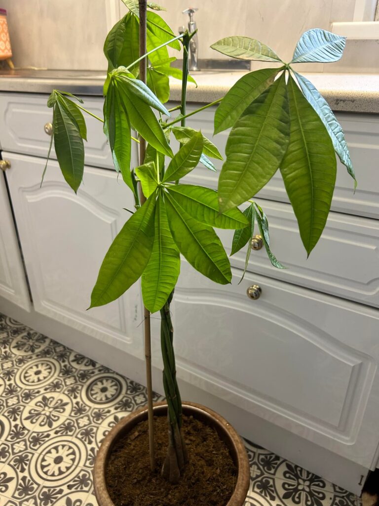 Money tree help!