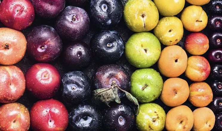 Significant part of stone fruit harvest lost by gardeners in Vinnytsia region – AgroNews Significant part of stone fruit harvest lost by gardeners in Vinnytsia region