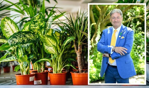 Houseplants in a row