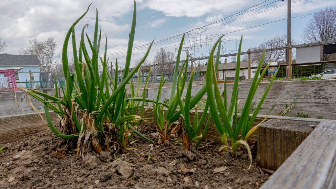 Two Rivers community garden program almost full for 2026