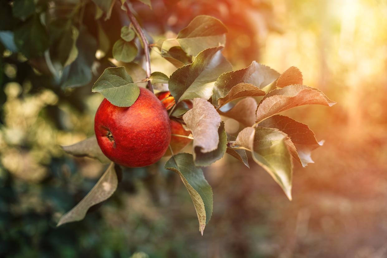 Golden Flare — Sunlit Apple on Branch