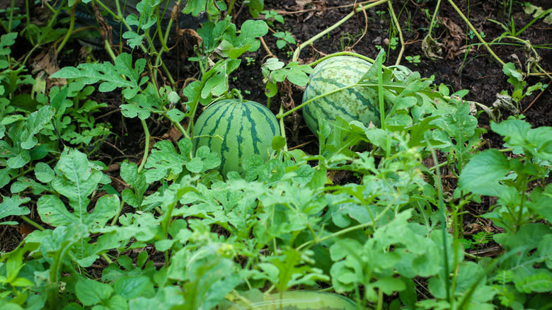 watermelons growing in garden