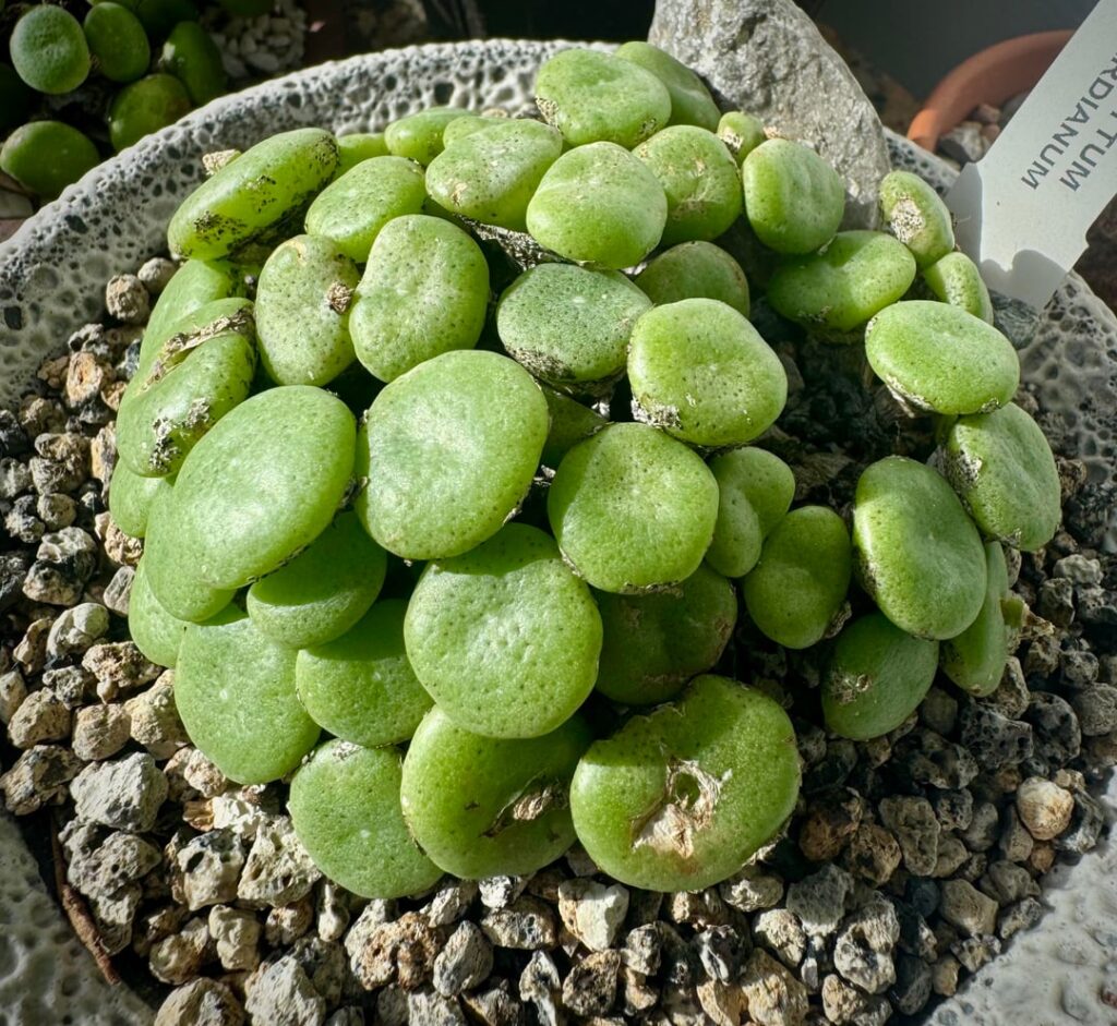 I love the flat tops (cono ricardianum) my fave after calculus (last pic)