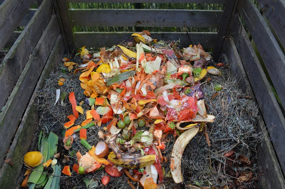 compost heap