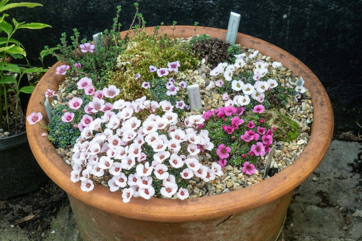 How to create the perfect alpine container