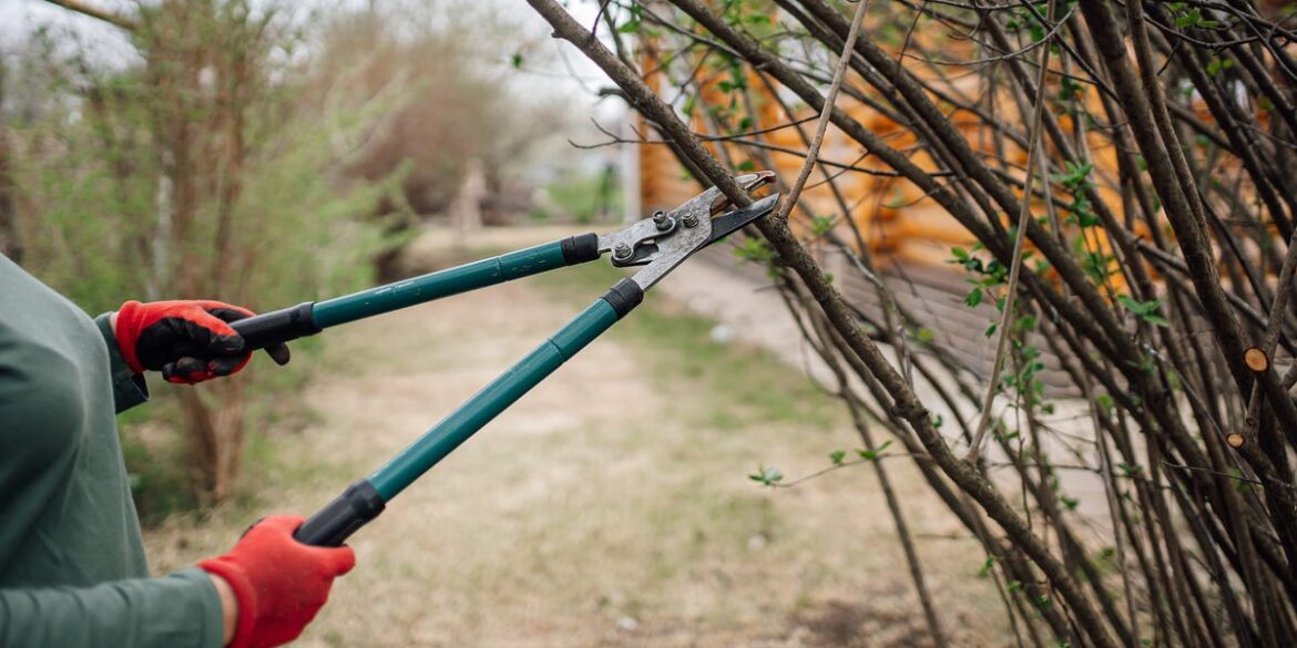 How to Prune an Overgrown Shrub (Without Killing It)