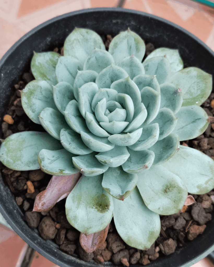 E. Artic Ice New Growth With Nicer Shape