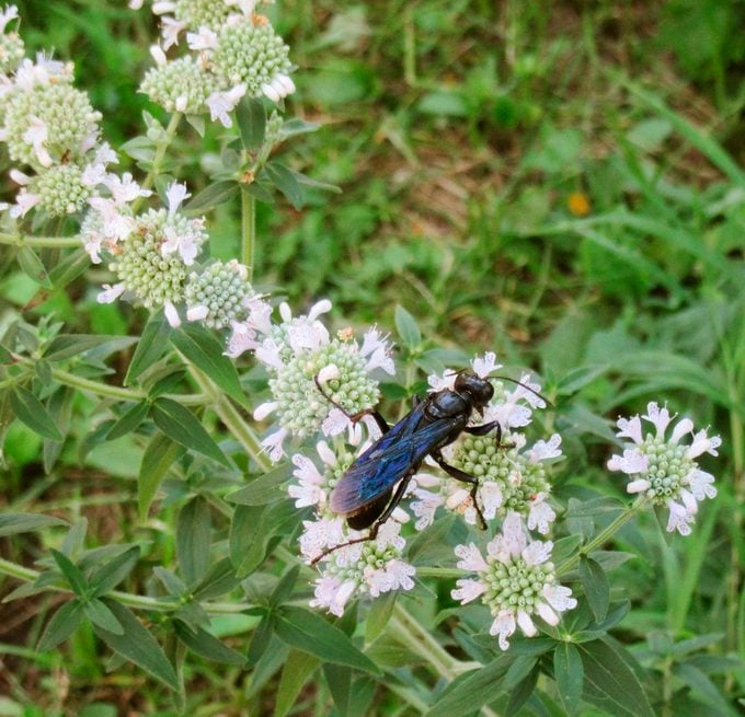 great black wasp on mountain mint