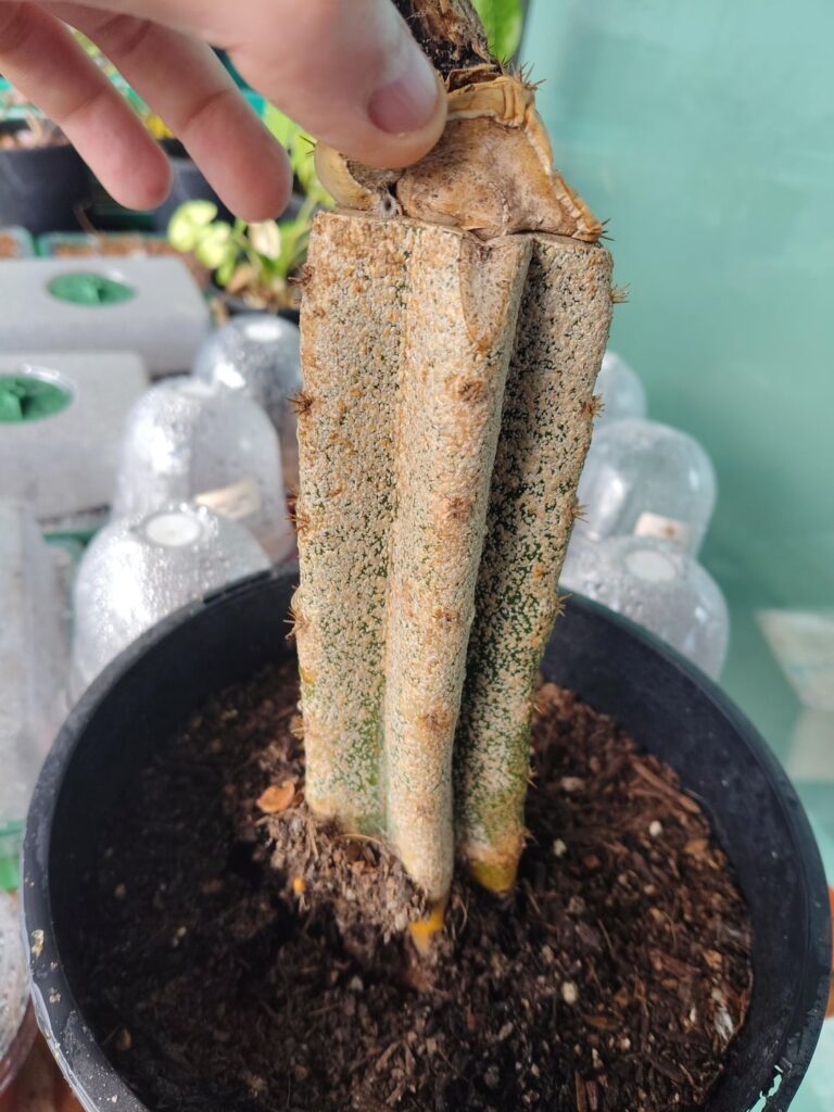 Scale with a side of cactus