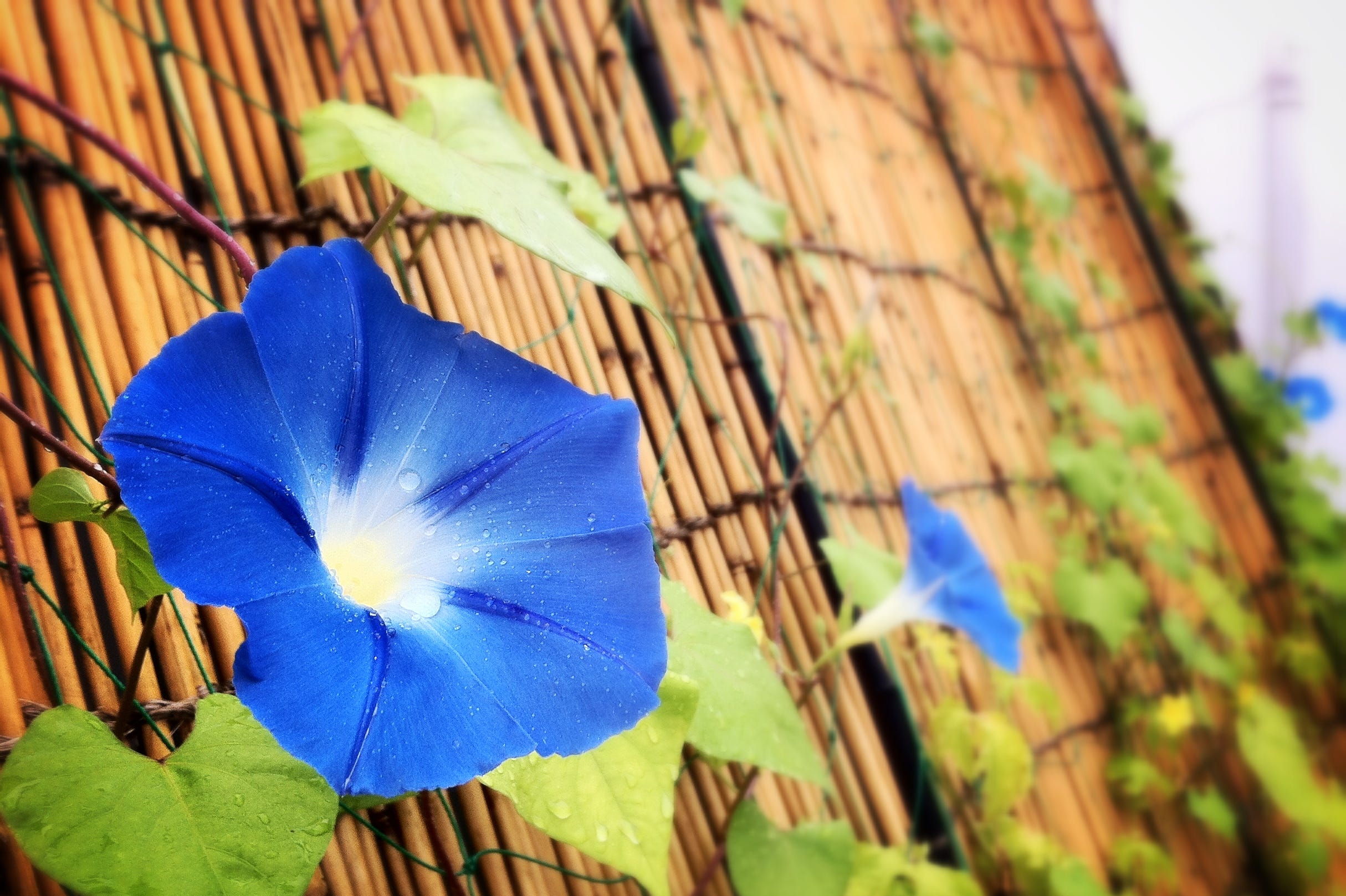 Heavenly Blue Morning Glory