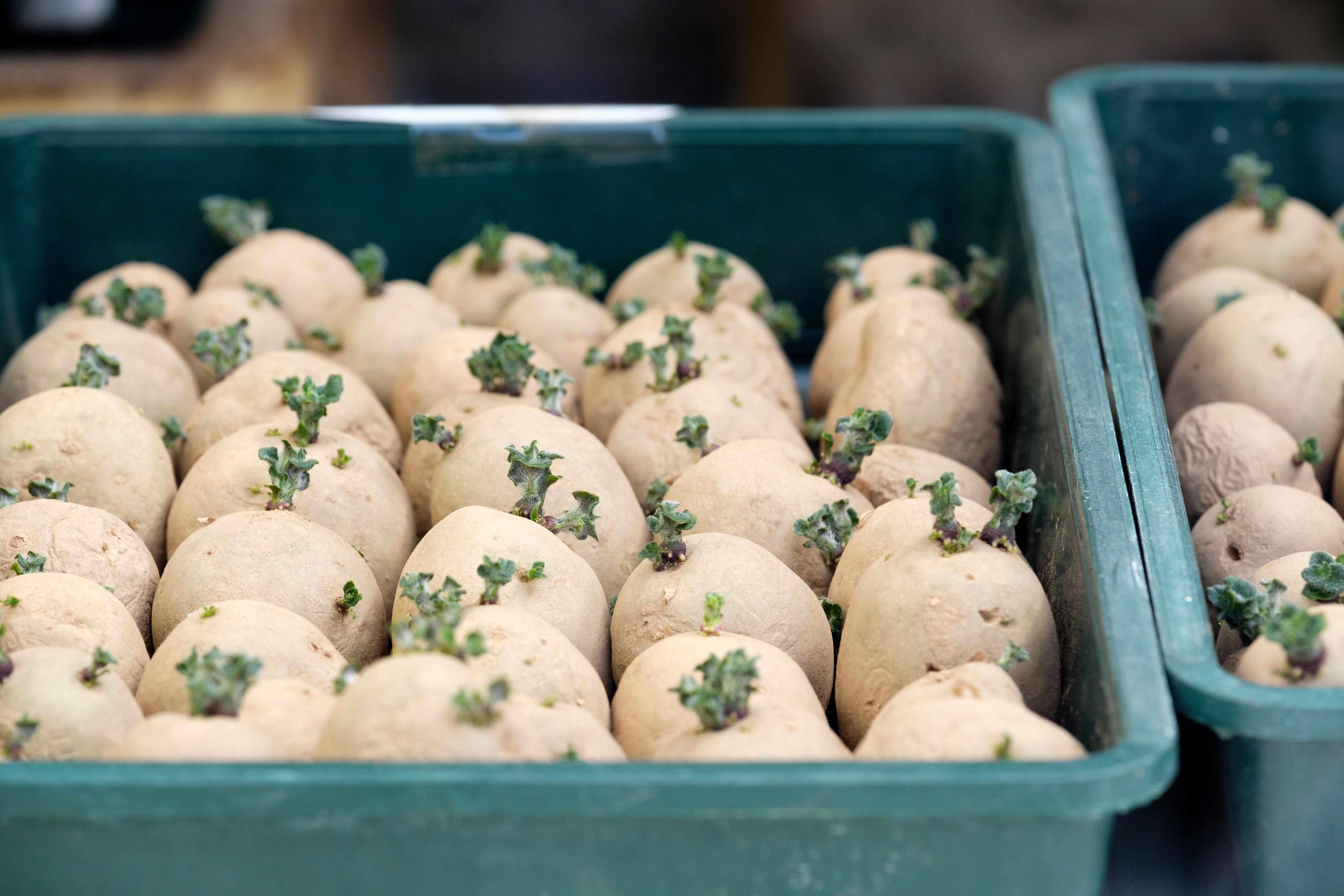 Make sure you ‘chit’ potatoes indoors