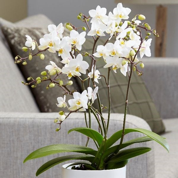 Phalaenopsis 'White Willd Orchid'