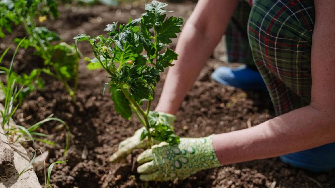 Don't Miss Your February Garden Checklist (Zones 11-13)