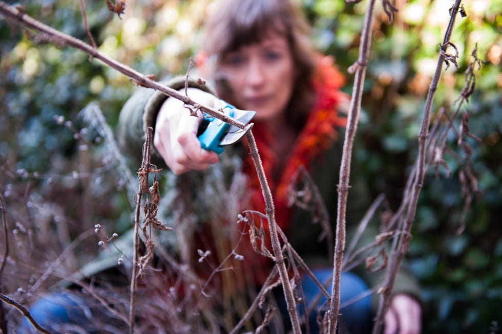 how to prune overgrown shrub