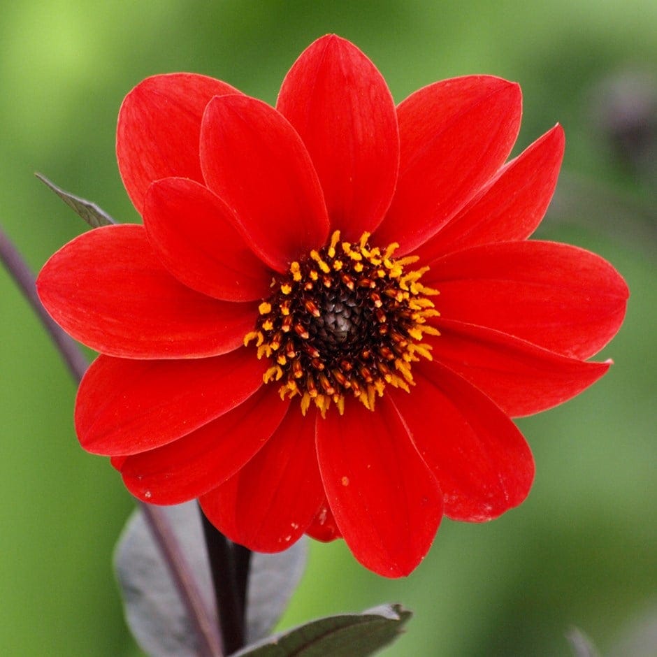 Dahlia 'Bishop of Llandaff'