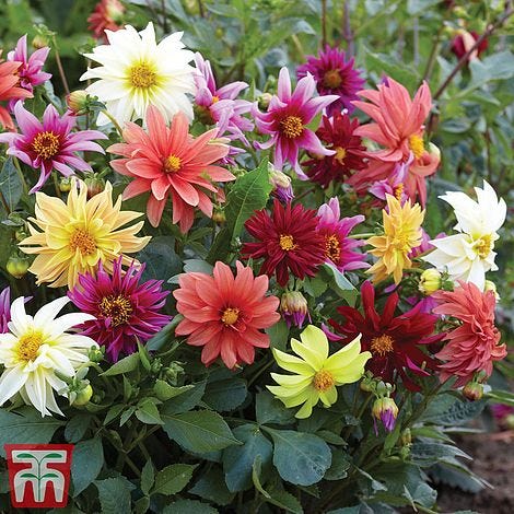 Dahlia 'Starlight Mixed' - Seeds