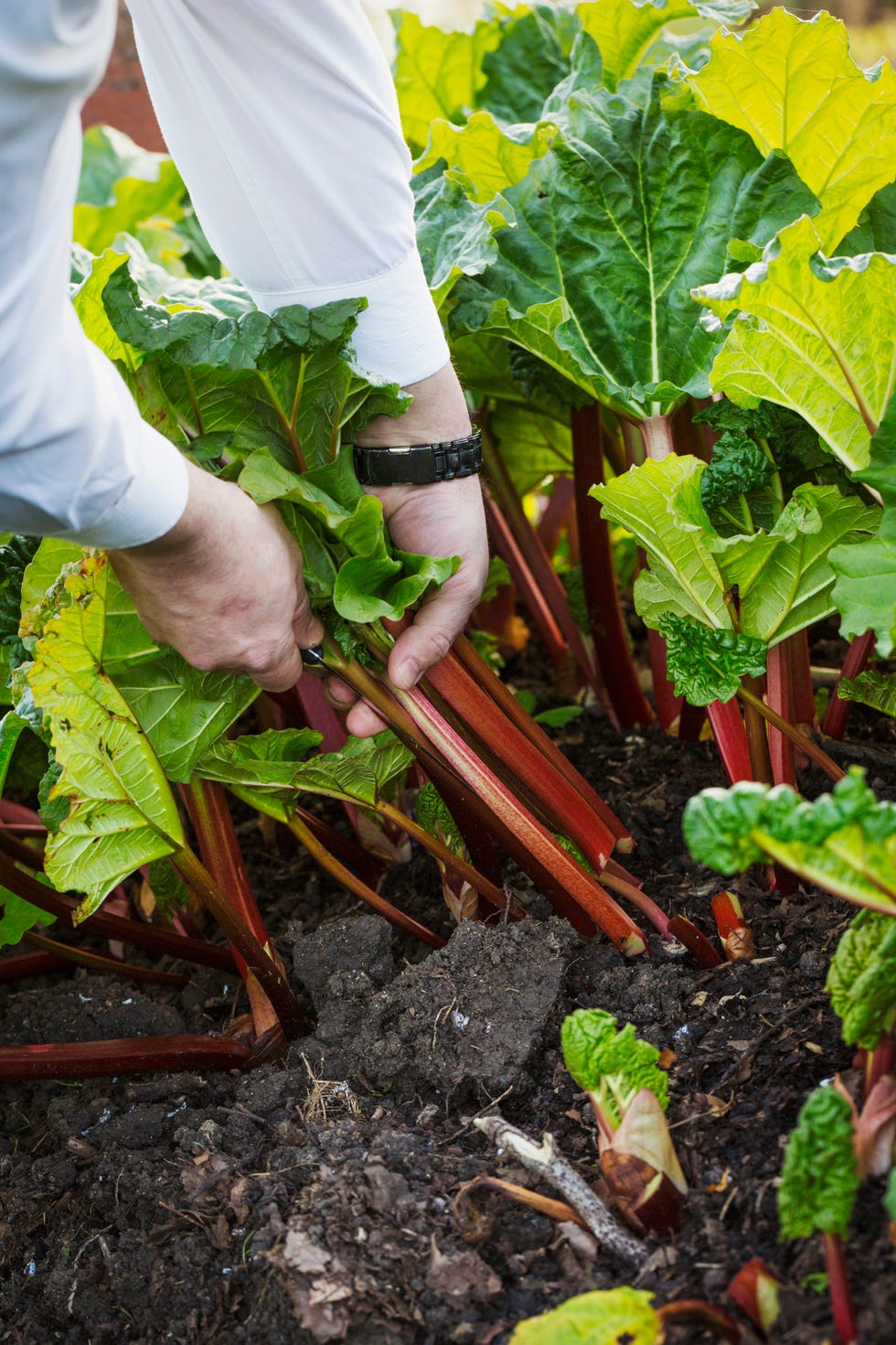 Man harvesting fresh rhubarb and trimming the stalks in the garden of a hotel.