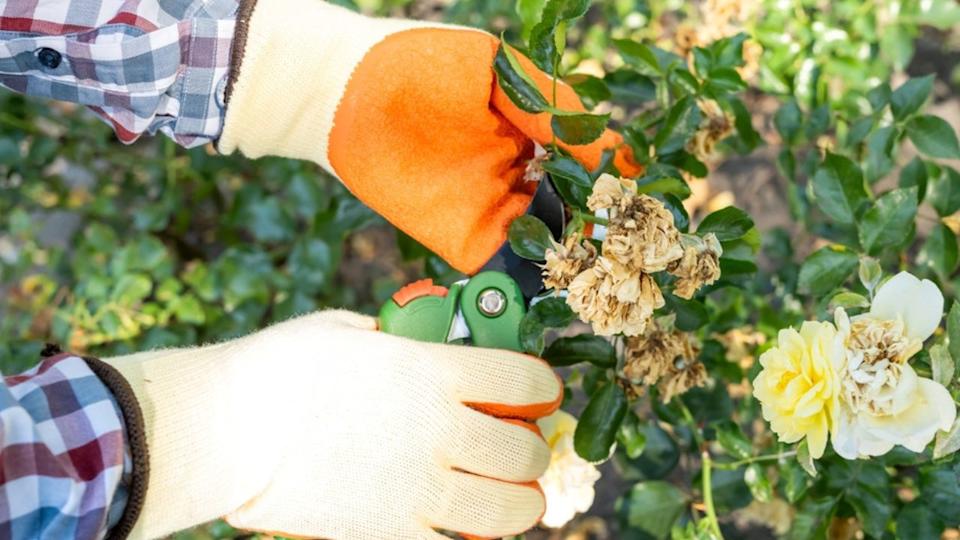 Gardener removing dry on bush of flowers roses with pruner in garden