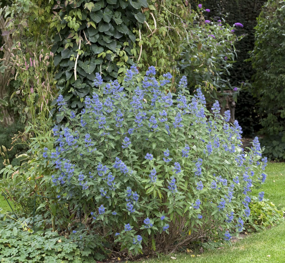 Bearded flower (Caryopteris × clandonensis BLUE BALLOON) Bearded flower (Caryopteris × clandonensis BLUE BALLOON)