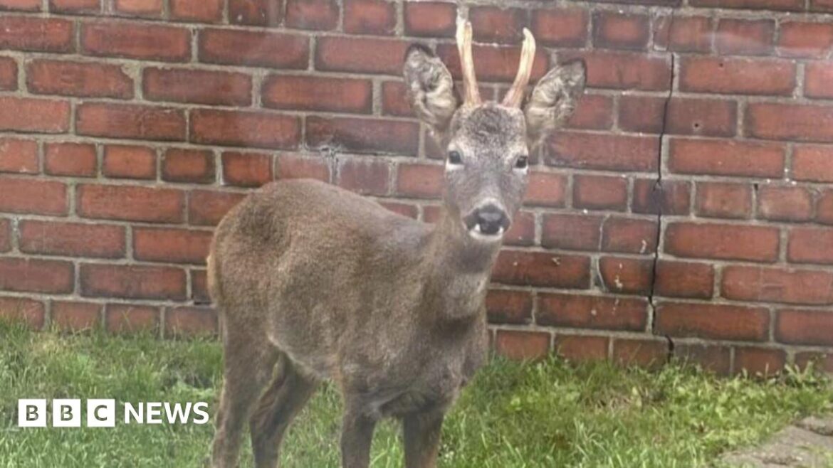 A light brown roe deer, with two antlers, seen standing on a grass lawn in front of a brick wall looking into the camera