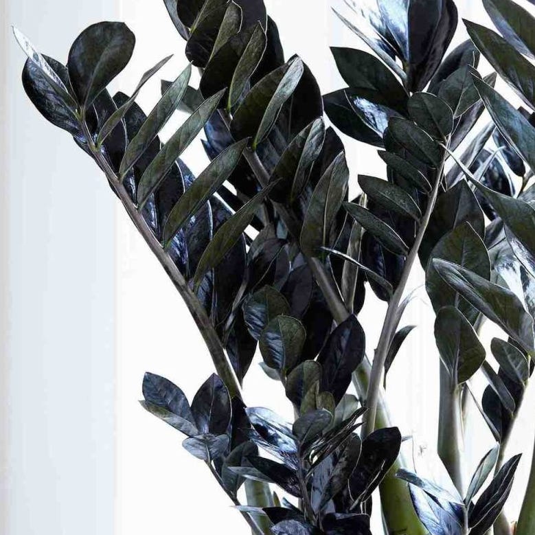 Zamioculcas Raven - Black Fern Arum
