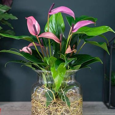 Anthurium Aqua in SierglassTail Flower, Flamingo Flower