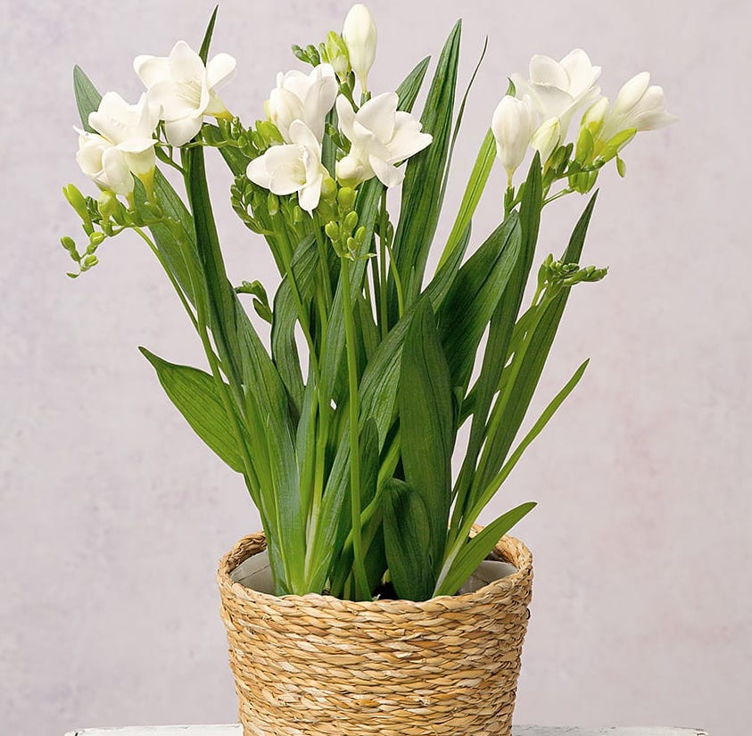 Freesia Plant Freesia Plant