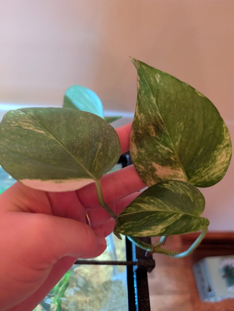 Pothos from the same cutting. Difference between one being grown in a fish tank, other in soil.