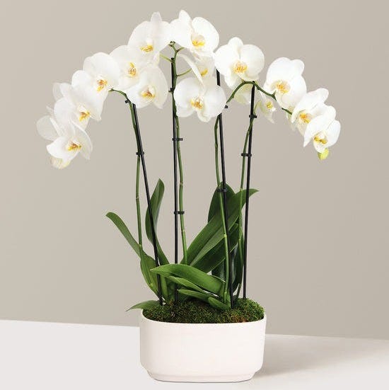White Orchid