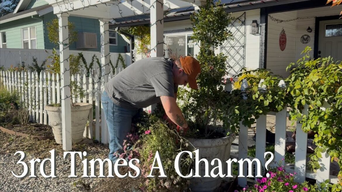 Snapdragon Tip You May Not Know & The Front Yard Needed Help  || Visit Our Garden