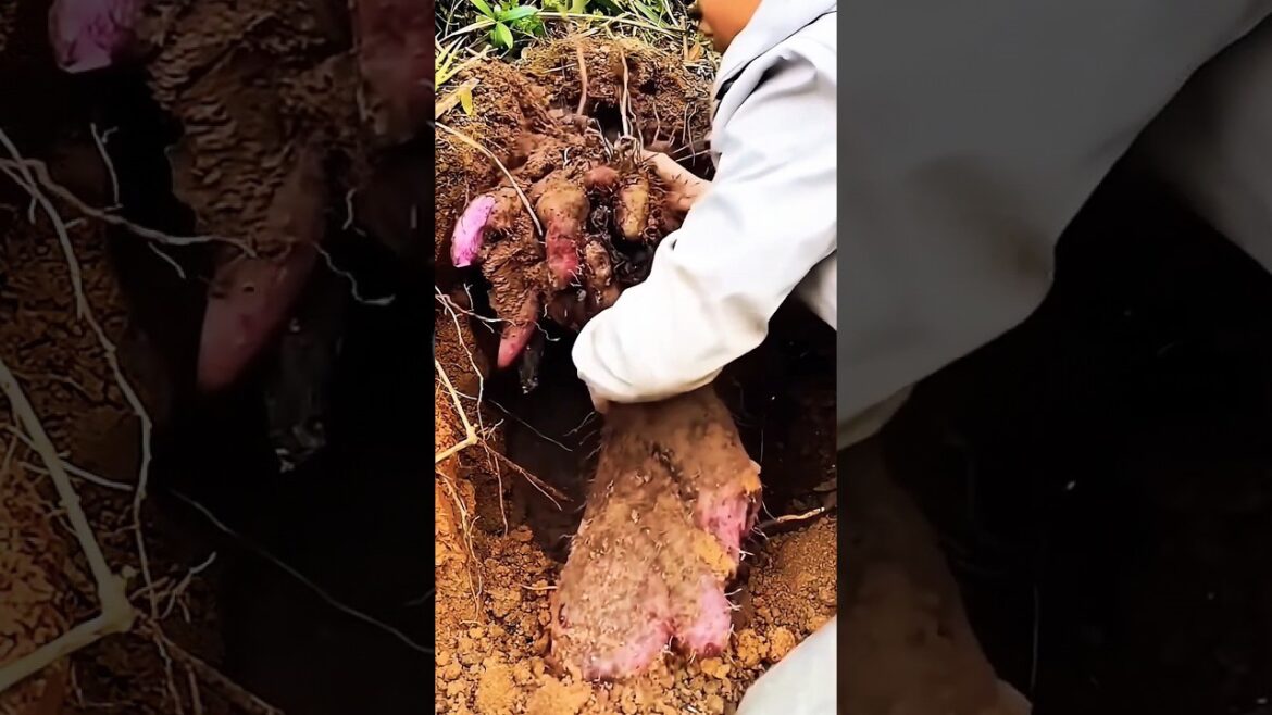 HARVESTING GIANT PURPLE UBE NOW! HARVESTING GIANT PURPLE UBE NOW!