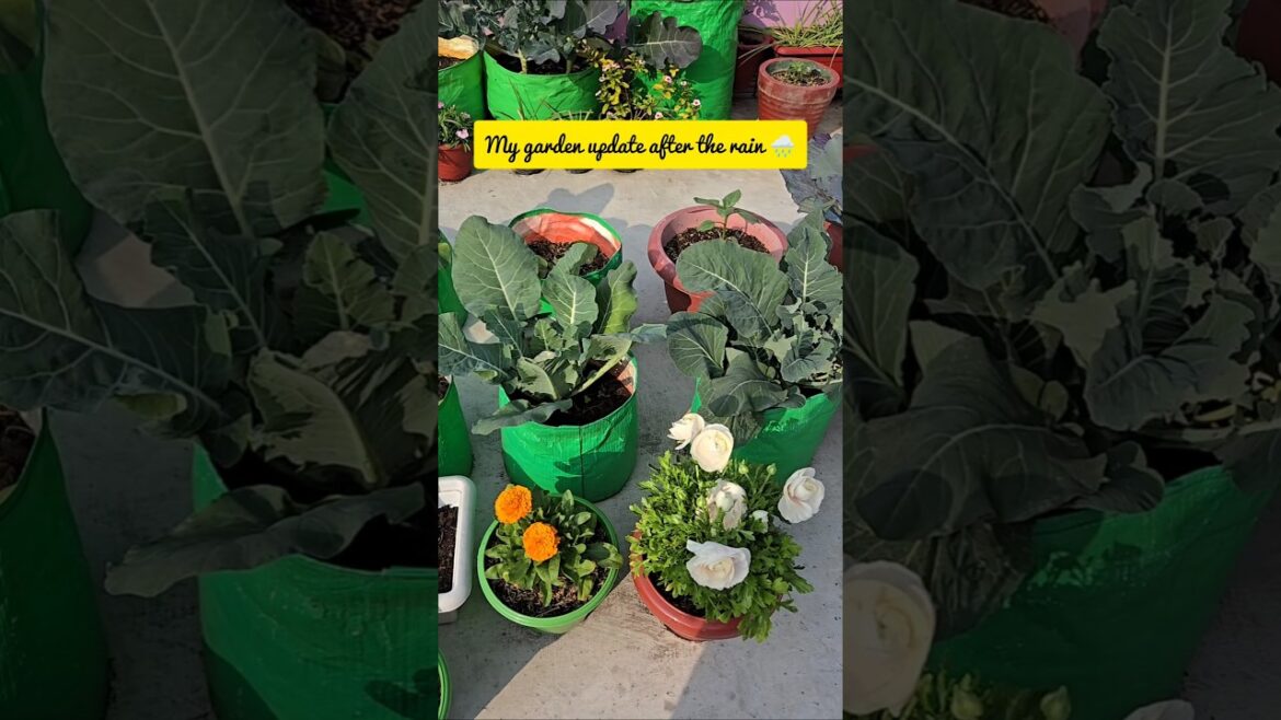 My garden after the rainfall | Terrace gardening tips #ytshorts #shorts