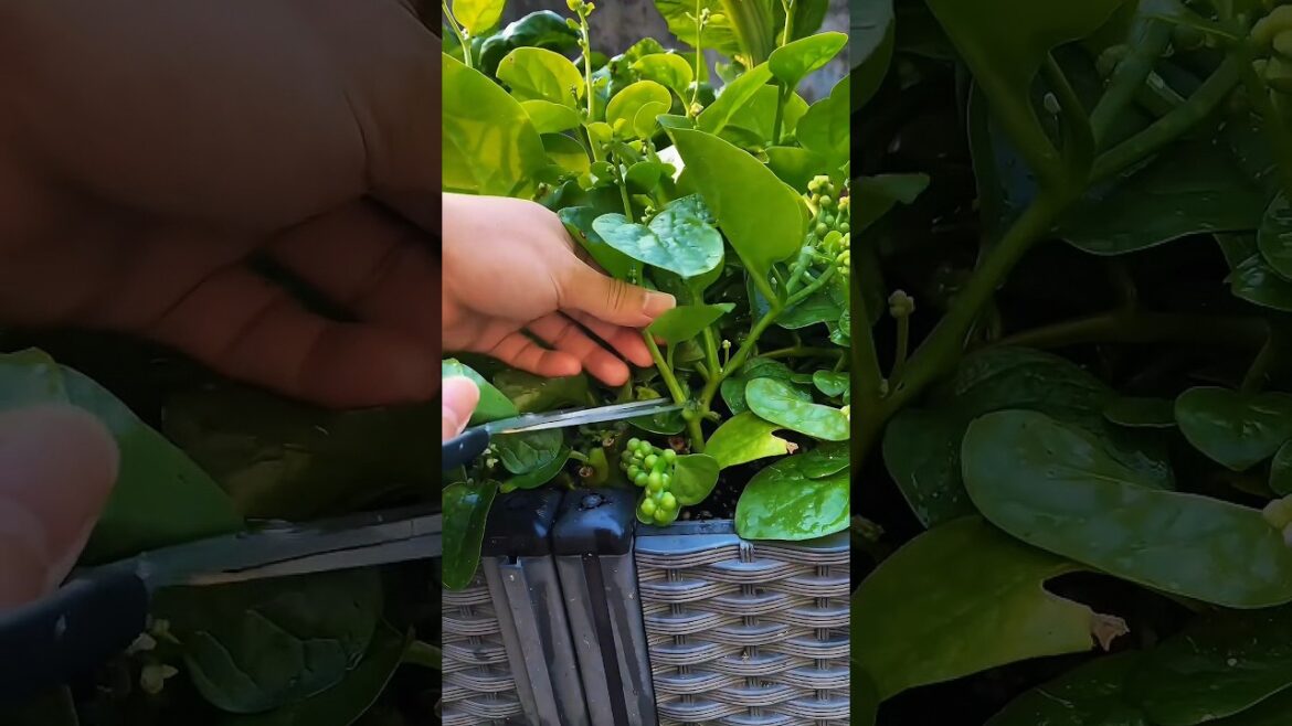Ditch Regular Spinach and Grow AMAZING Malabar Spinach Instead ☀️ Ditch Regular Spinach and Grow AMAZING Malabar Spinach Instead ☀️