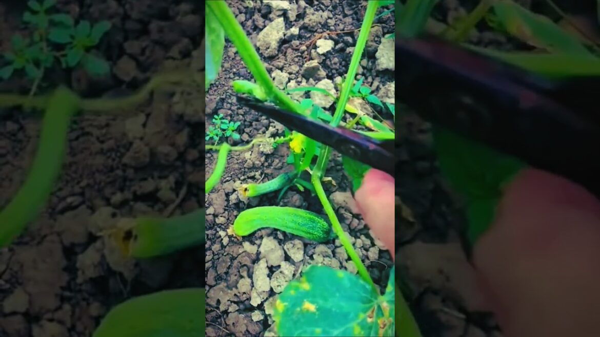 EASY CUCUMBER Harvesting Tips For A Fresh Harvest?