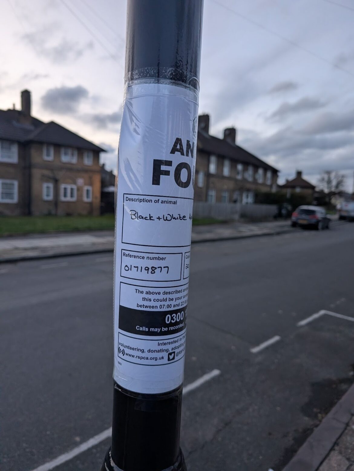 RSPCA appeals for information as cat found hanged by lead in London garden RSPCA appeals for information as cat found hanged by lead in London garden