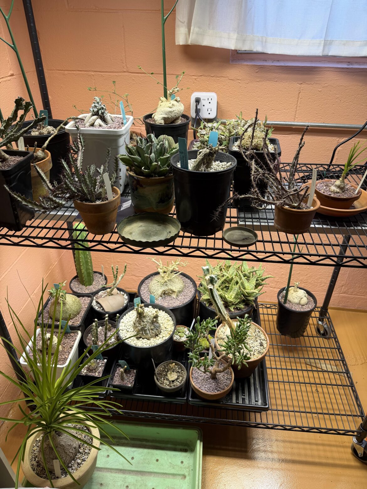 Watering can recommendation needed