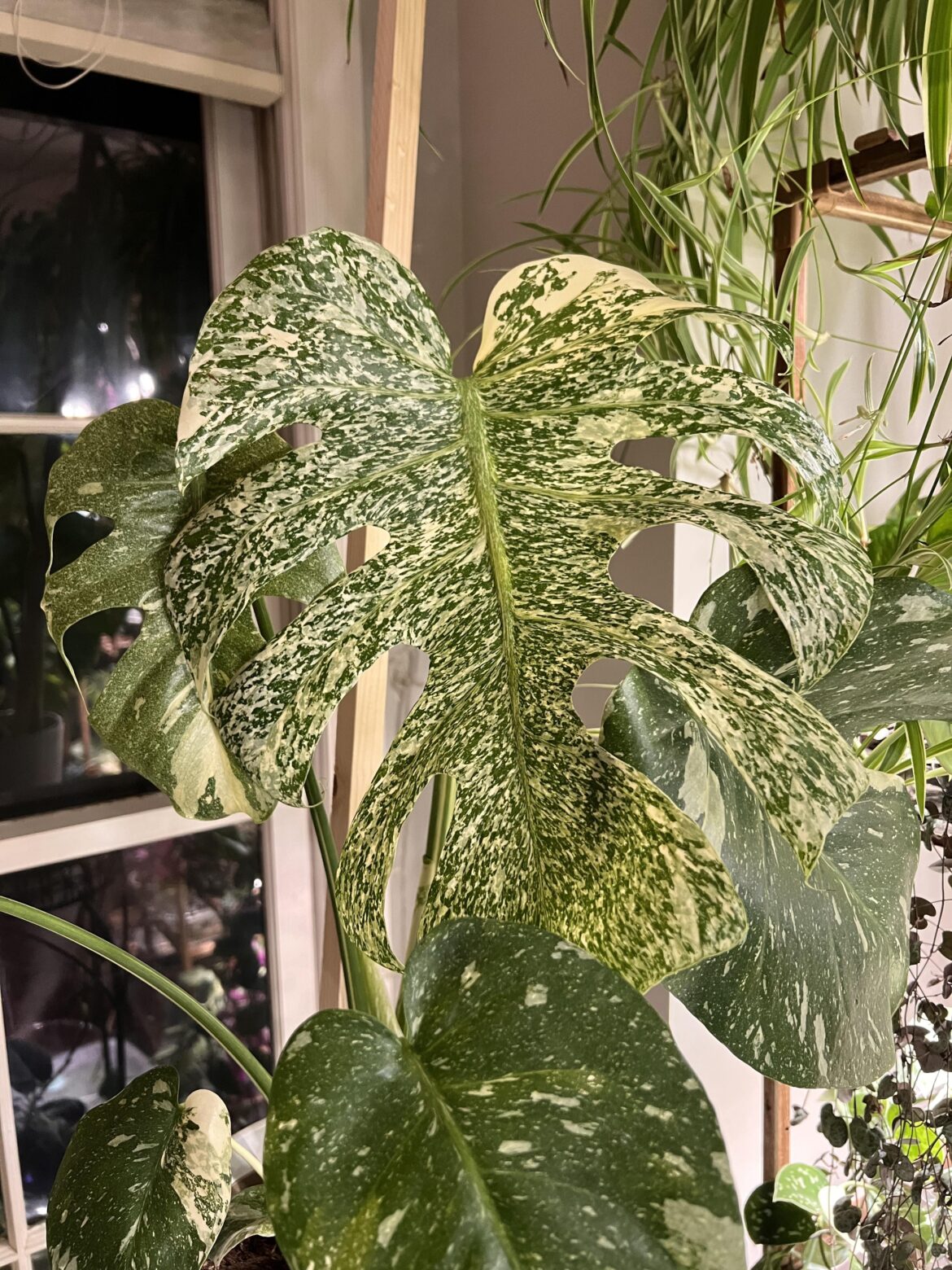 This new leaf on my Thai Constellation has the most gorgeous variegation.