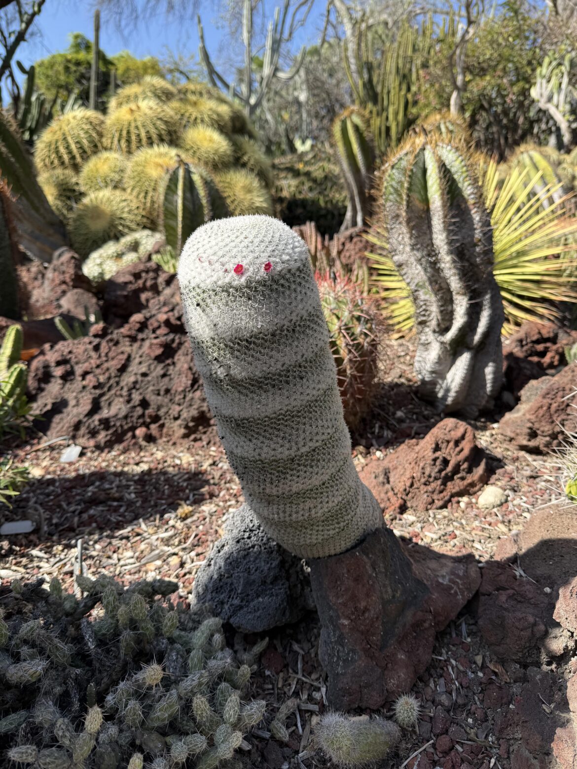 A very polite looking cactus