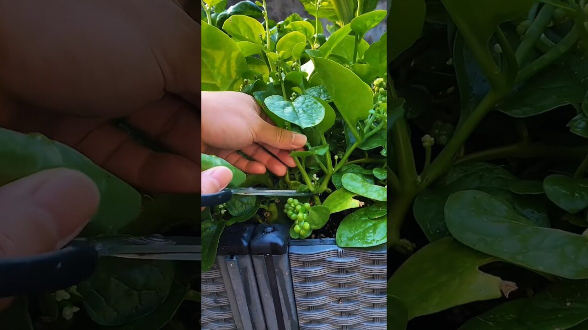 Grow Your Own Malabar Spinach for ENDLESS Growth!
