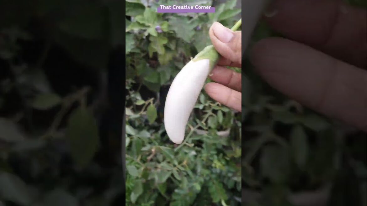 Harvesting Vegetables #gardening #shorts #organicgardening #vegetablegarden #harvest #vegetables #yt