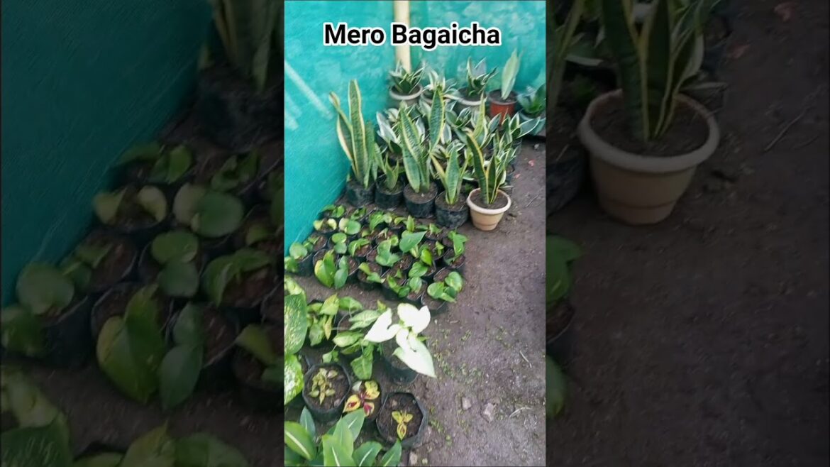 my Garden #shorts #shortsvideo #viral